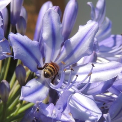 Apis mellifera (European honey bee) at Pollinator-friendly garden Conder - 24 Jan 2023 by michaelb