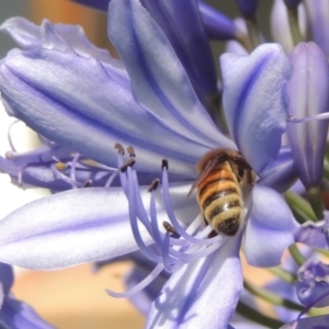 Apis mellifera at Conder, ACT - 25 Jan 2023 09:59 AM