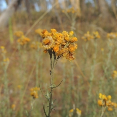 Chrysocephalum semipapposum (Clustered Everlasting) at Tuggeranong, ACT - 25 Feb 2023 by michaelb