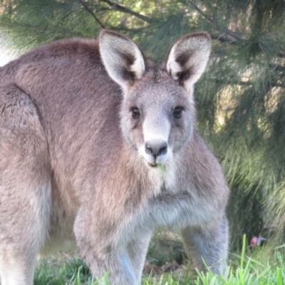 Macropus giganteus (Eastern Grey Kangaroo) at Coombs Ponds - 15 Aug 2023 by Christine