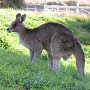 Macropus giganteus at Coombs, ACT - 15 Aug 2023