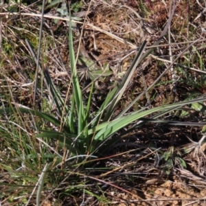 Caesia calliantha at Harrison, ACT - 11 Aug 2023