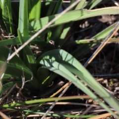 Caesia calliantha at Harrison, ACT - 11 Aug 2023