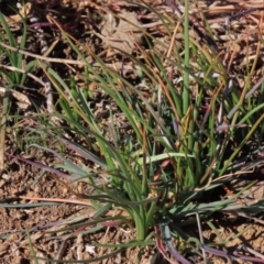 Bulbine bulbosa (Golden Lily) at Budjan Galindji (Franklin Grassland) Reserve - 11 Aug 2023 by AndyRoo