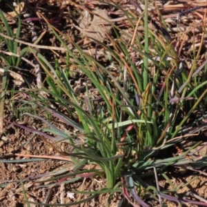 Bulbine bulbosa at Harrison, ACT - 11 Aug 2023 01:02 PM