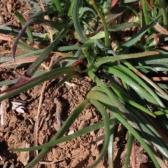 Bulbine bulbosa at Harrison, ACT - 11 Aug 2023 01:02 PM