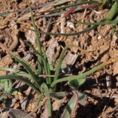 Bulbine bulbosa at Harrison, ACT - 11 Aug 2023 01:02 PM