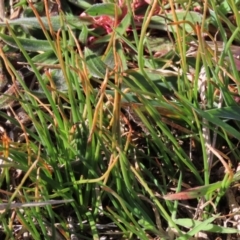 Bulbine bulbosa (Golden Lily) at Harrison, ACT - 11 Aug 2023 by AndyRoo