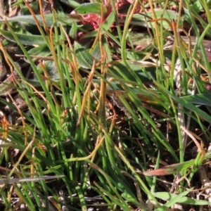 Bulbine bulbosa at Harrison, ACT - 11 Aug 2023 01:07 PM