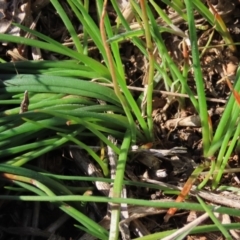 Bulbine bulbosa at Harrison, ACT - 11 Aug 2023 01:07 PM