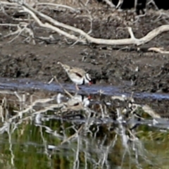 Charadrius melanops (Black-fronted Dotterel) at Googong, NSW - 16 Aug 2023 by Wandiyali