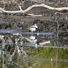 Charadrius melanops at Googong, NSW - suppressed