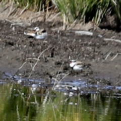 Charadrius melanops at Googong, NSW - suppressed