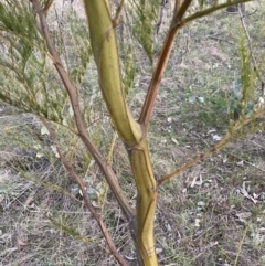 Acacia decurrens (Green Wattle) at Hackett, ACT - 15 Aug 2023 by waltraud