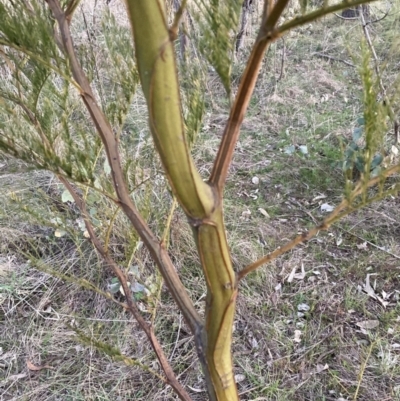 Acacia decurrens (Green Wattle) at Hackett, ACT - 15 Aug 2023 by waltraud