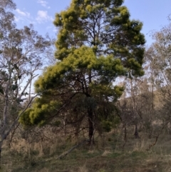 Acacia decurrens at Hackett, ACT - 15 Aug 2023