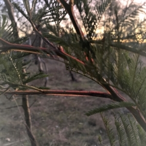 Acacia decurrens at Hackett, ACT - 15 Aug 2023