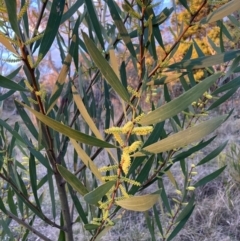 Acacia longifolia subsp. longifolia (Sydney Golden Wattle) at Hackett, ACT - 15 Aug 2023 by waltraud