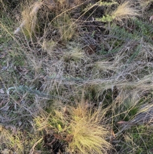 Nassella trichotoma at Hackett, ACT - 15 Aug 2023