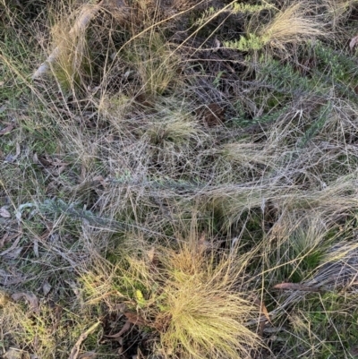 Nassella trichotoma (Serrated Tussock) at Hackett, ACT - 15 Aug 2023 by waltraud