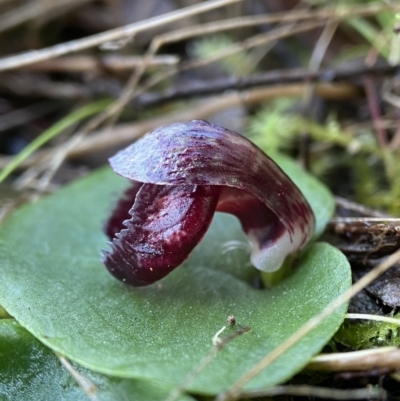 Corysanthes incurva (Slaty Helmet Orchid) at Jerrabomberra, NSW - 16 Aug 2023 by AJB