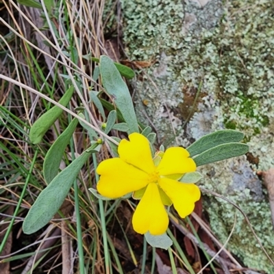 Hibbertia obtusifolia (Grey Guinea-flower) at Majura, ACT - 15 Aug 2023 by JediNME