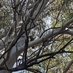 Callocephalon fimbriatum (Gang-gang Cockatoo) at Phillip, ACT - 15 Aug 2023 by stofbrew