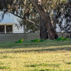 Polytelis swainsonii (Superb Parrot) at Parkes, ACT - 16 Aug 2023 by stofbrew