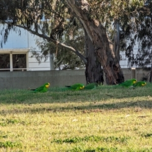 Polytelis swainsonii at Parkes, ACT - suppressed