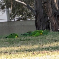 Polytelis swainsonii at Parkes, ACT - suppressed