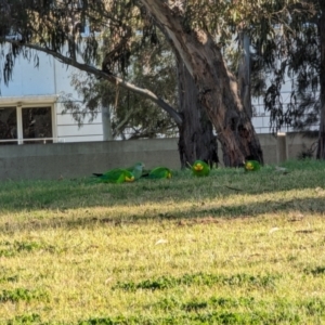 Polytelis swainsonii at Parkes, ACT - suppressed