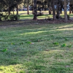 Polytelis swainsonii at Parkes, ACT - suppressed