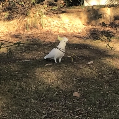 Cacatua galerita (Sulphur-crested Cockatoo) at Watson, ACT - 16 Aug 2023 by fbehjlqkbf