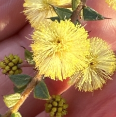 Acacia gunnii (Ploughshare Wattle) at Aranda, ACT - 16 Aug 2023 by lbradley