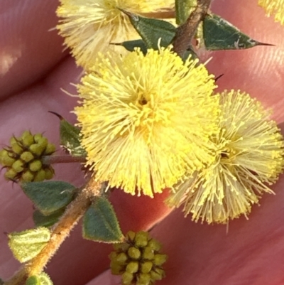 Acacia gunnii (Ploughshare Wattle) at Aranda, ACT - 16 Aug 2023 by lbradley