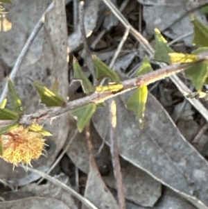 Acacia gunnii at Aranda, ACT - 16 Aug 2023 04:55 PM