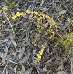 Acacia gunnii at Aranda, ACT - 16 Aug 2023