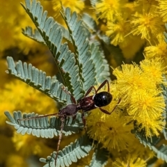 Pseudohalme laetabilis (A Longhorn Beetle) at Stromlo, ACT - 16 Aug 2023 by Miranda