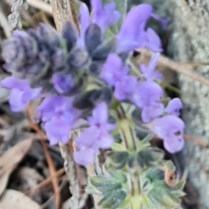 Salvia verbenaca var. verbenaca at Jerrabomberra, ACT - 16 Aug 2023 03:58 PM