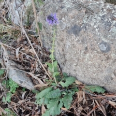 Salvia verbenaca var. verbenaca at Jerrabomberra, ACT - 16 Aug 2023 03:58 PM