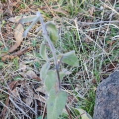 Oxypetalum coeruleum (Tweedia or Southern Star) at Jerrabomberra, ACT - 18 Aug 2023 by Mike