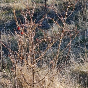 Rosa rubiginosa at Jerrabomberra, ACT - 16 Aug 2023