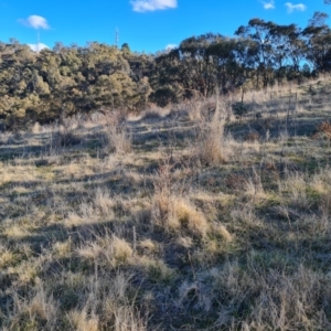 Rosa rubiginosa at Jerrabomberra, ACT - 16 Aug 2023