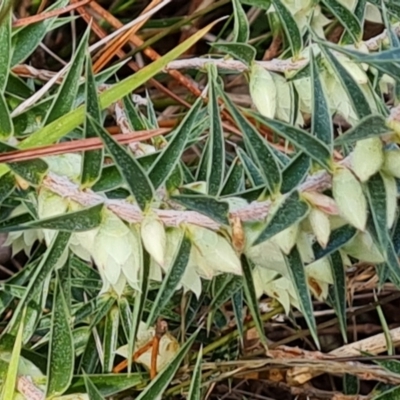 Melichrus urceolatus (Urn Heath) at Isaacs Ridge - 16 Aug 2023 by Mike