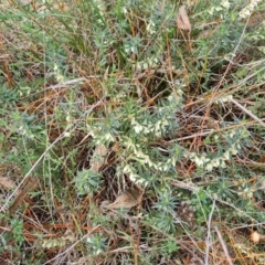 Melichrus urceolatus at Isaacs, ACT - 16 Aug 2023 03:18 PM