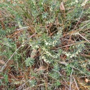 Melichrus urceolatus at Isaacs, ACT - 16 Aug 2023