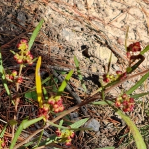 Dodonaea viscosa at Isaacs, ACT - 16 Aug 2023 02:59 PM