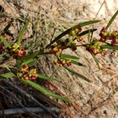 Dodonaea viscosa at Isaacs, ACT - 16 Aug 2023