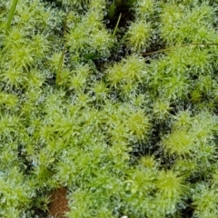 Polytrichaceae sp. (family) at Isaacs, ACT - 16 Aug 2023 by Mike