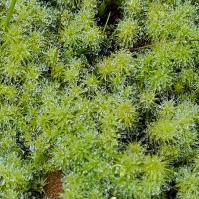 Unidentified Moss, Liverwort or Hornwort at Isaacs, ACT - 16 Aug 2023 by Mike